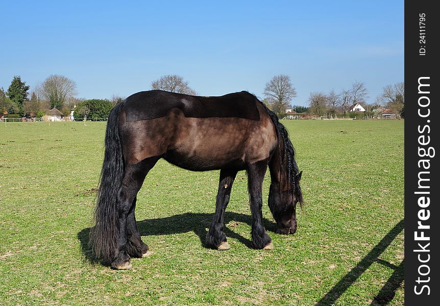 Bay Horse with shaved coat in an english meadow. Bay Horse with shaved coat in an english meadow