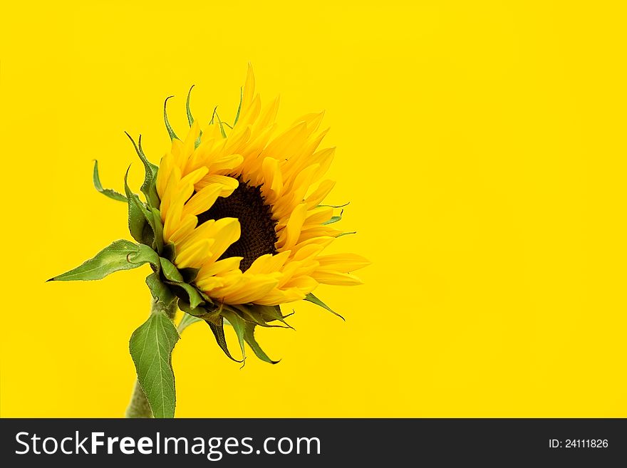 A sunflower on a yellow background - sunflowers are said to symolise adoration, loyalty, hope, power and warmth. A sunflower on a yellow background - sunflowers are said to symolise adoration, loyalty, hope, power and warmth.