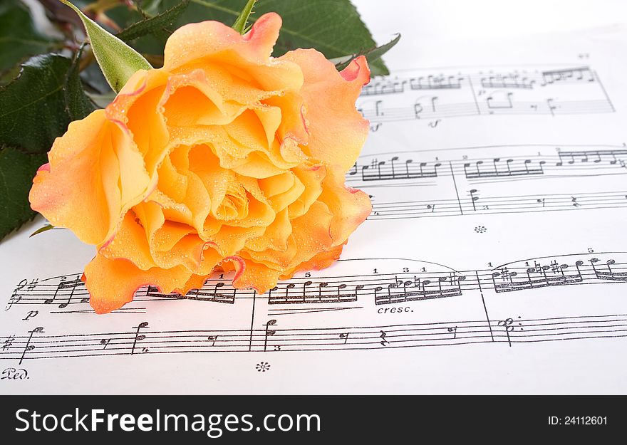 Beautiful yellow rose on the notes after the wedding. Beautiful yellow rose on the notes after the wedding