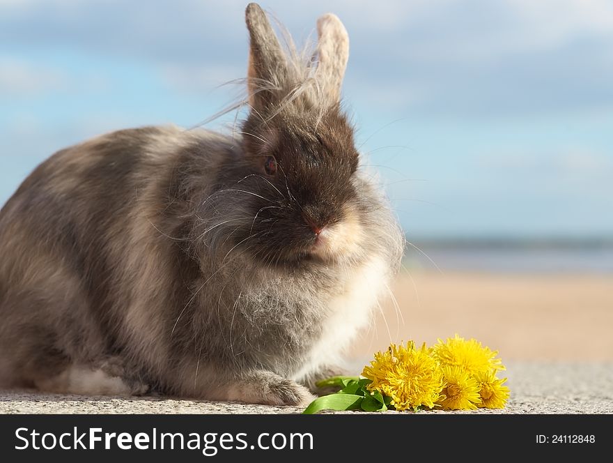 Portrait of cute brown bunny outdoors.