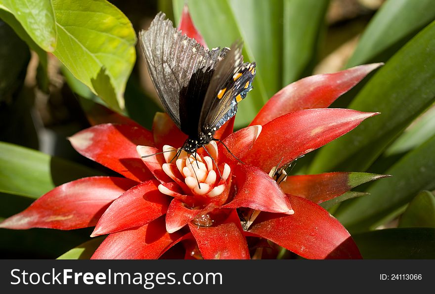 A Pipevine Swallowtail feeds on a garden flower. A Pipevine Swallowtail feeds on a garden flower