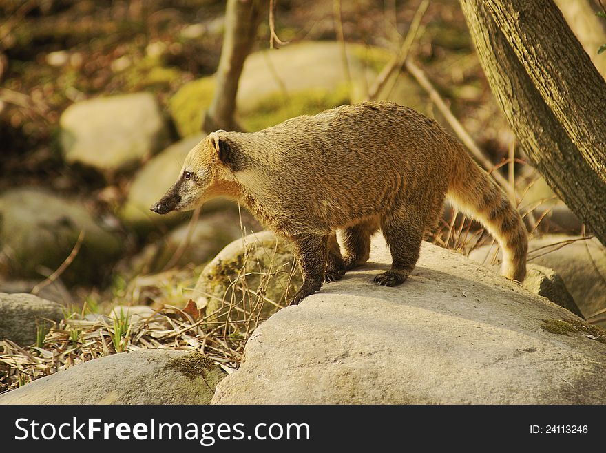 Coati in Prague Zoo - Class: mammals, Order: Carnivores, Family: Bear