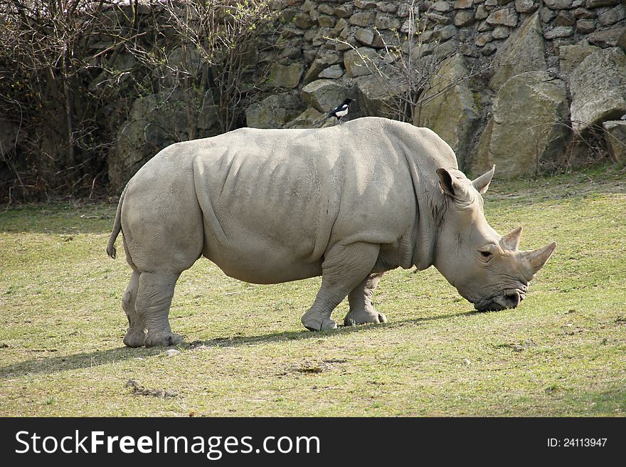 Big rhinoceros in zoological garden