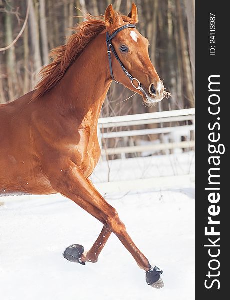 Galloping sorrel horse in snow paddock winter sunny day. Galloping sorrel horse in snow paddock winter sunny day