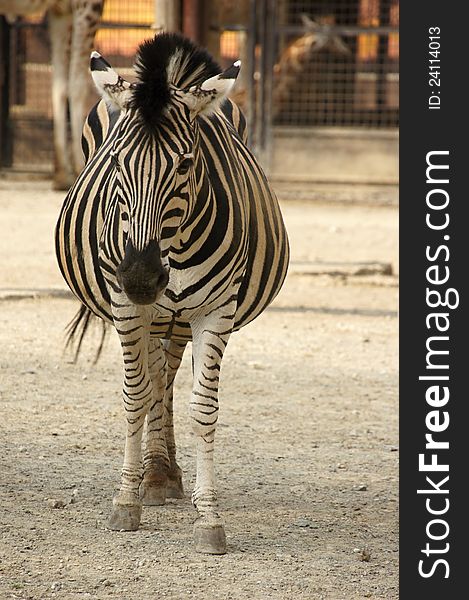 Zebra in zoological garden