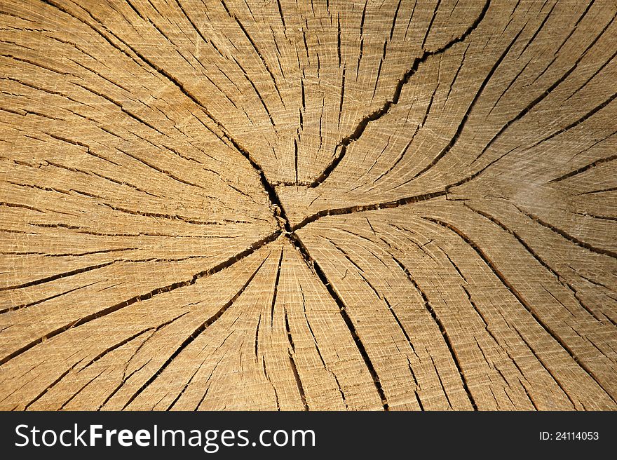 Texture Of Tree Stump