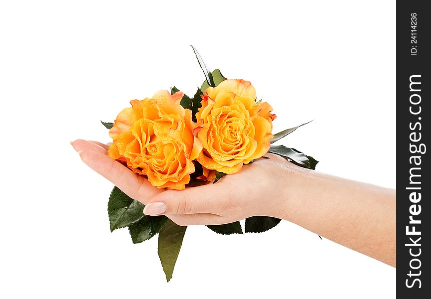 Yellow Roses On A Female Hand