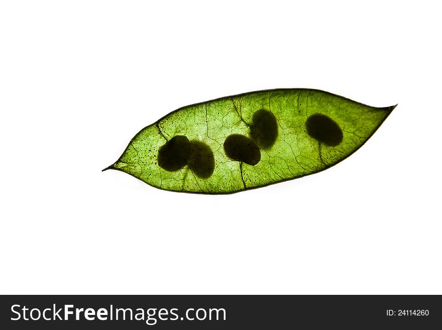 Transparent peas vagina with young beans inside