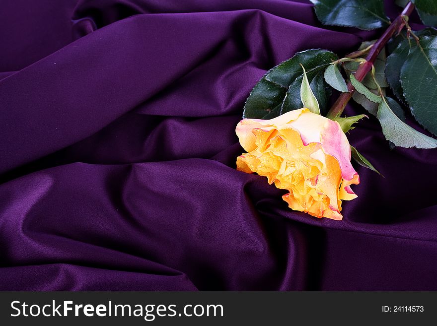 Yellow rose on purple silk. Yellow rose on purple silk