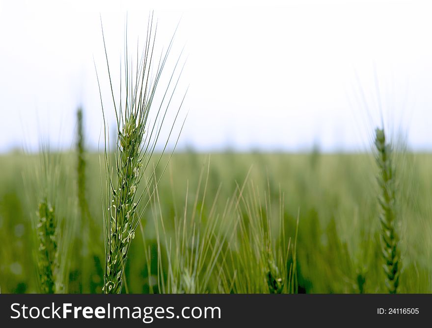 Growing field of fresh green wheat