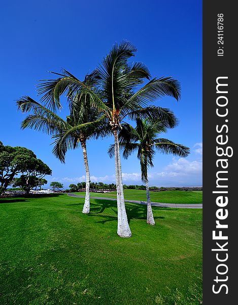 Beautiful Palmtree On Hawaii, Big Island