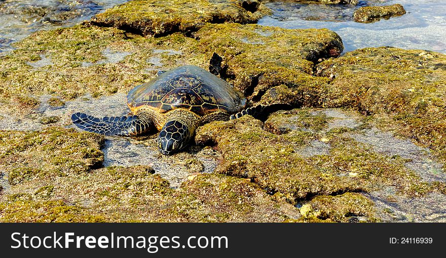 Green Turtle Resting On The Lava Rocks