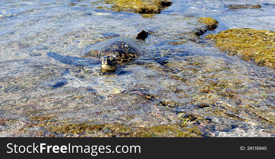 Green Turtle Resting On The Lava Rocks