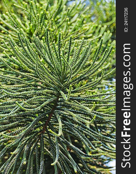 Close-up view of branches background green tree. Close-up view of branches background green tree