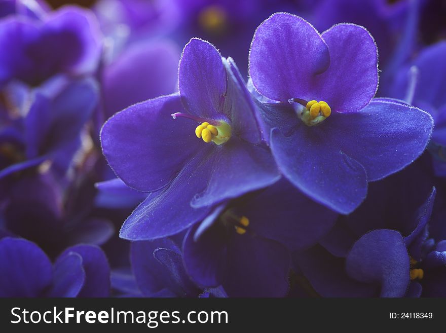 Violet flowers. a very shallow depth of field, focus on the right flower.