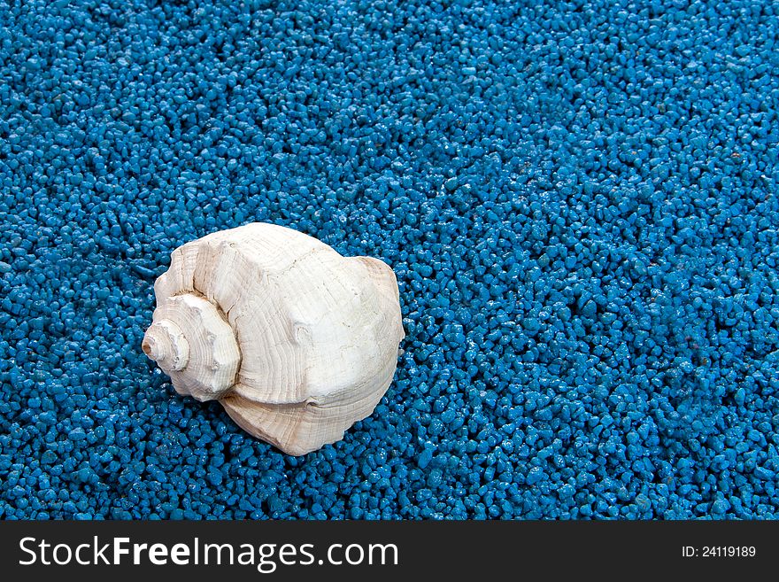 White whelk shel on blue sand background. White whelk shel on blue sand background