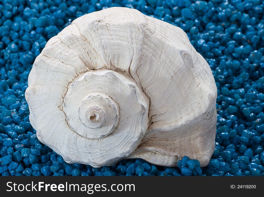 White whelk shel on blue sand background. White whelk shel on blue sand background