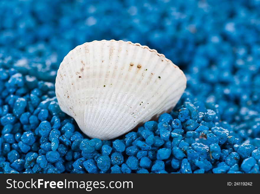 White shell on blue sand