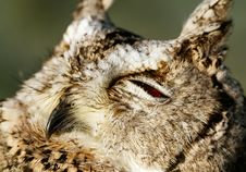Collared Scops-owl Stock Photography Collared Scops-owl Stock Photography