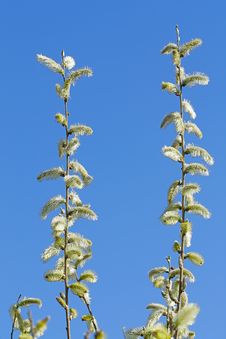 Pussy-willow Royalty Free Stock Photography Pussy-willow Royalty Free Stock Photography