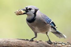 Sastified Blue Jay Stock Images Sastified Blue Jay Stock Images