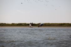 Pelicans Flying In Danube Delta Landscape Royalty Free Stock Photos Pelicans Flying In Danube Delta Landscape Royalty Free Stock Photos