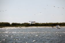 Swans Flying In Danube Delta Landscape Stock Image Swans Flying In Danube Delta Landscape Stock Image