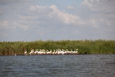 Pelicans Sitting In Danube Delta Landscape Royalty Free Stock Photos