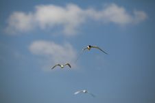 Seagulls Flying Against Blue Sky Stock Photography Seagulls Flying Against Blue Sky Stock Photography