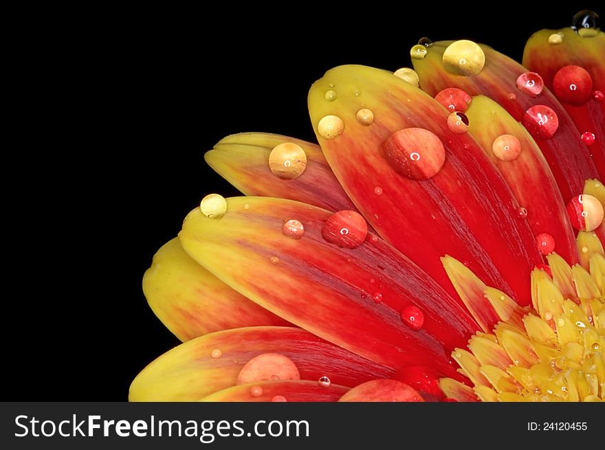 Gerber  flower with black background