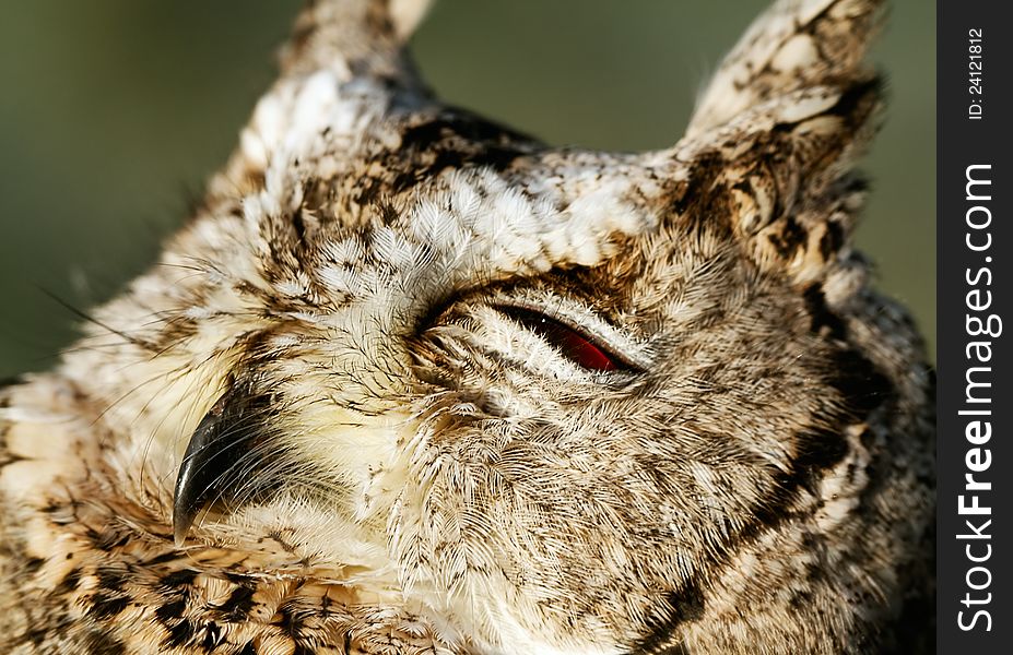 Portrait of collared scops-owl (Otus bakkamoena).