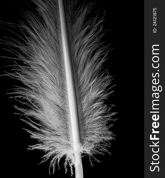 White feather on a black