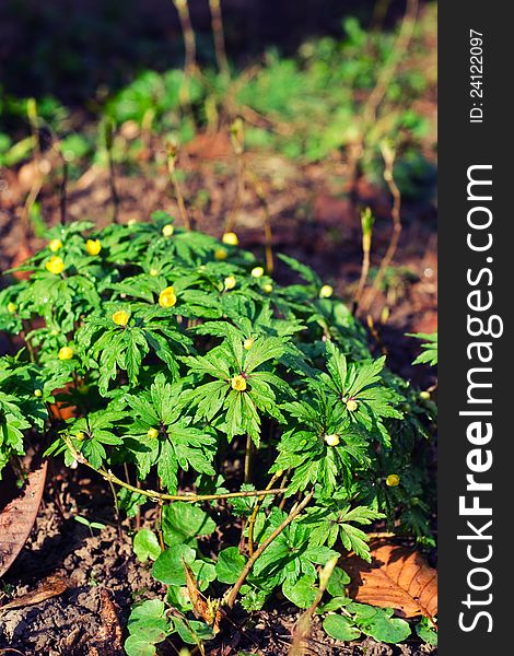 Creeping buttercup (Ranunculus repens) in blossom. Creeping buttercup (Ranunculus repens) in blossom