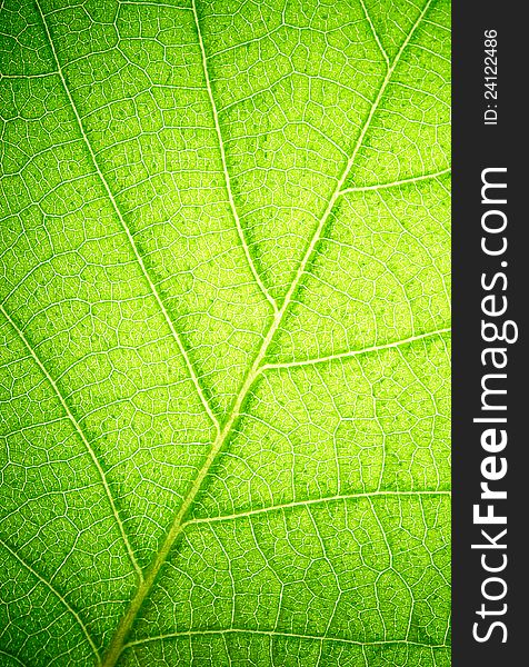 The leaf close up. Abstract background.