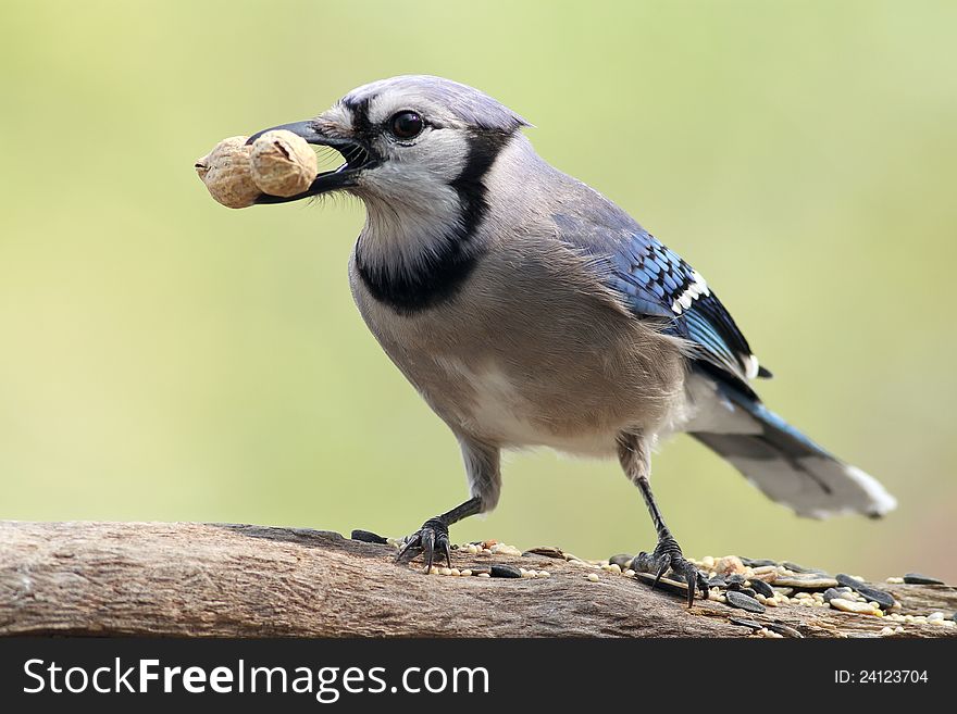 Blue Jay with a fresh peanut from my feeder. Blue Jay with a fresh peanut from my feeder.