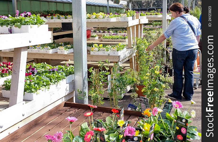 A woman looking at flowers and plants in a garden centre in Spring. A woman looking at flowers and plants in a garden centre in Spring.