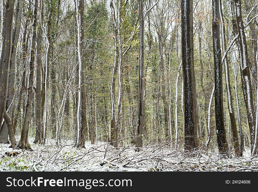 Forest snowed in early spring. Forest snowed in early spring