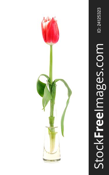 Spring tulip flower, close up, isolated on white background. Spring tulip flower, close up, isolated on white background