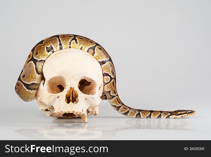 Python crawling over the human skull on gray.