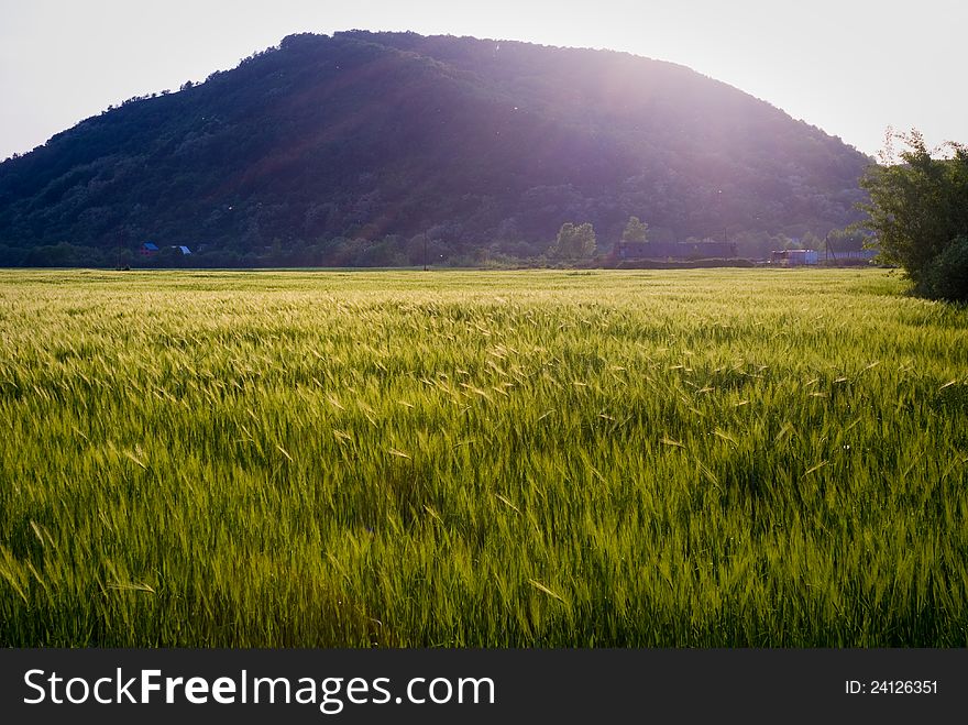 The wheat field. Green grass. summertime at the field.