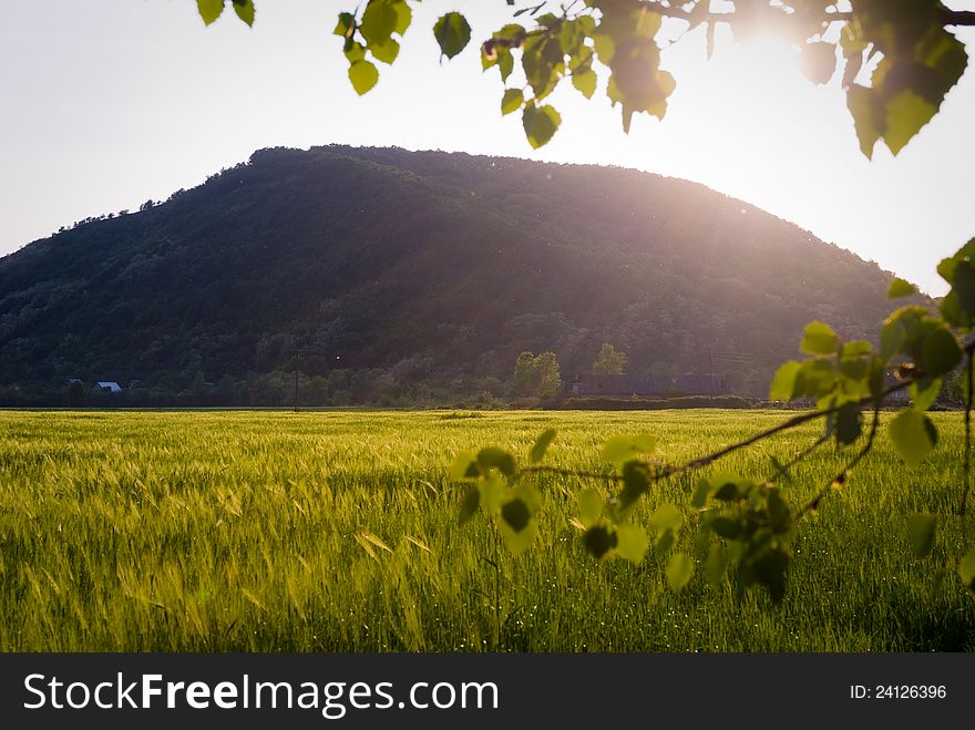 Wheat Field. Branch.