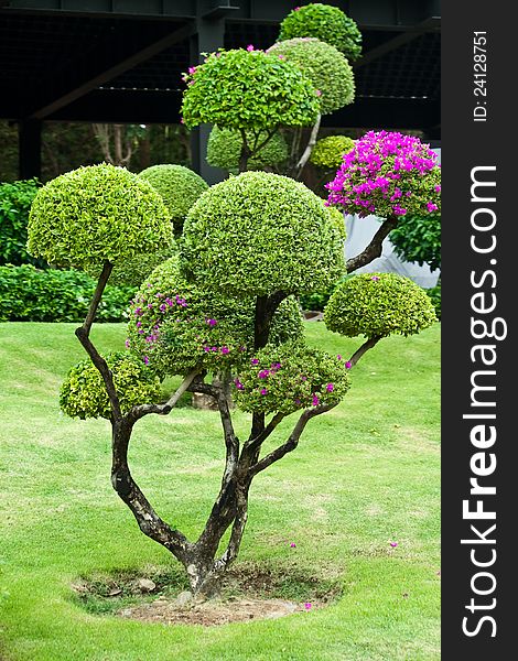 Small tree in decorate a garden. Small tree in decorate a garden