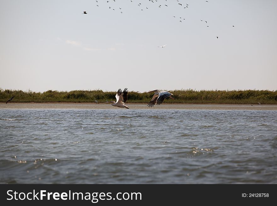 Pelicans Flying In Danube Delta Landscape