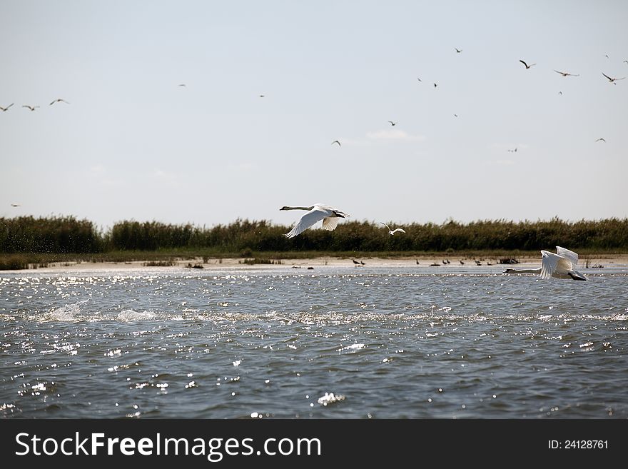 Swans flying over the romanian danube delta landscape. Swans flying over the romanian danube delta landscape