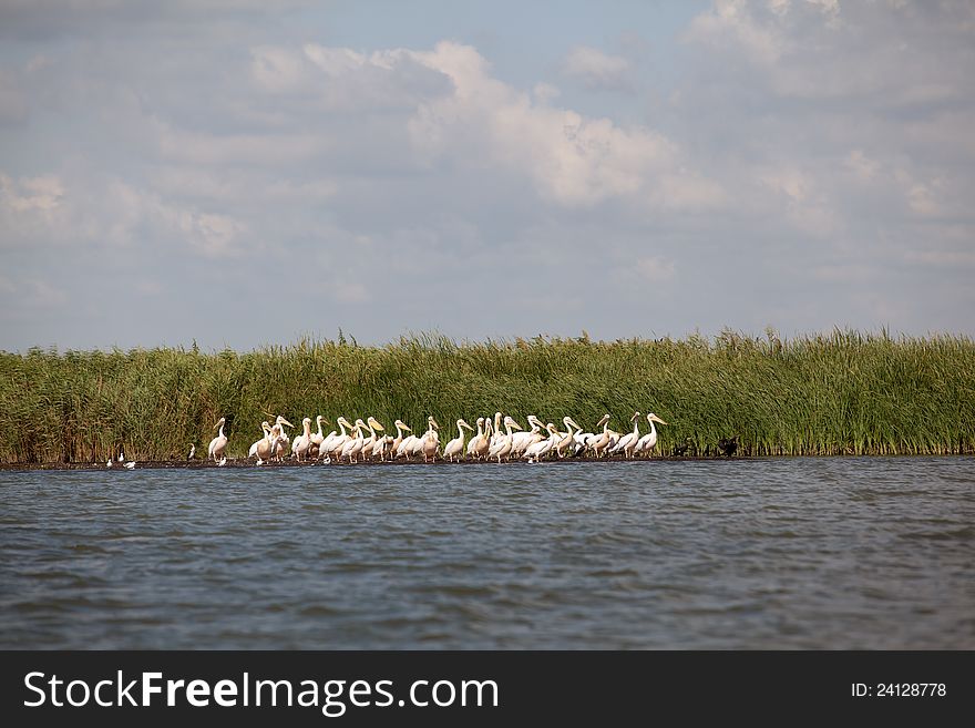 Pelicans sitting in danube delta landscape