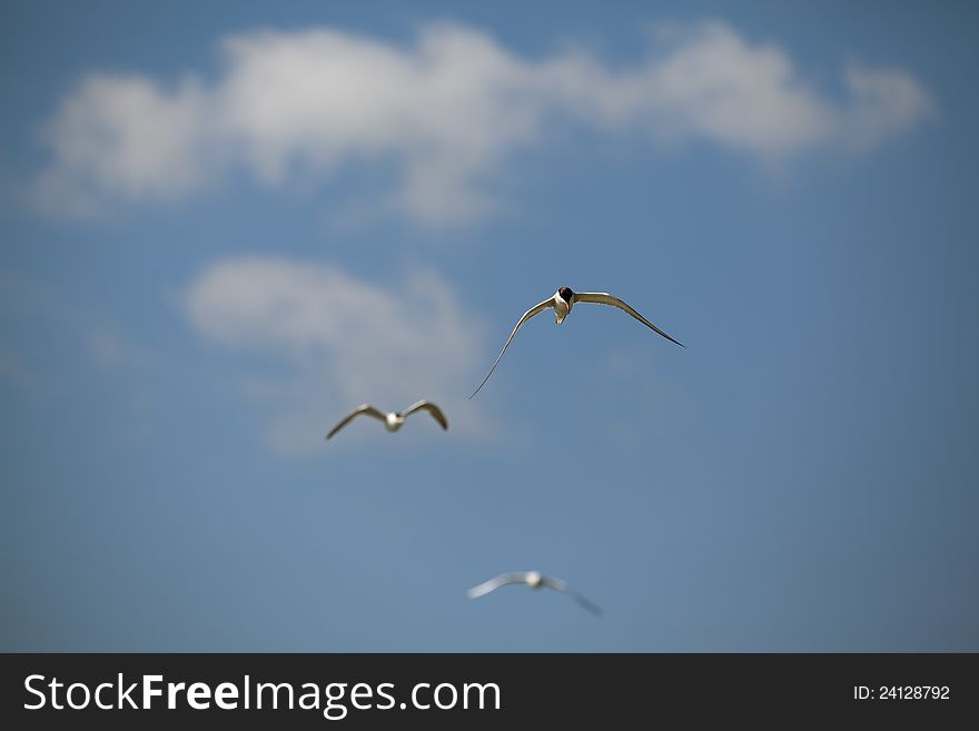 Seagulls flying against blue sky cloud