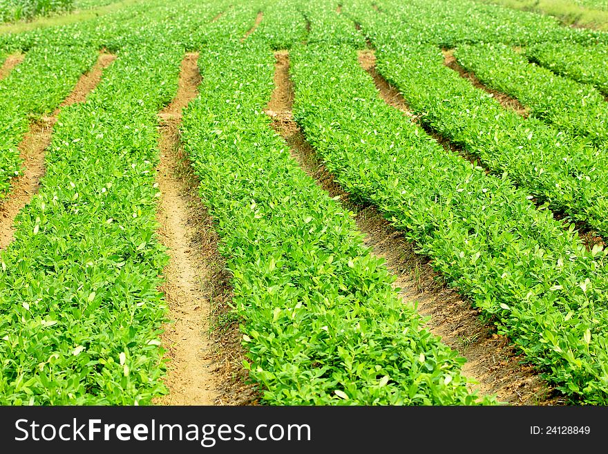 Land for agricultural processing plants. Land for agricultural processing plants