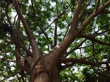 Free Beautiful And Exotic A Greeny Tree In Mid Town, Jakarta, Indonesia - 2022 Stock Images - 241291344