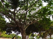 Green Leaves Of A Tree Very Important For Life, Jakarta, Indonesia - 2022 Royalty Free Stock Photo Green Leaves Of A Tree Very Important For Life, Jakarta, Indonesia - 2022 Royalty Free Stock Photo