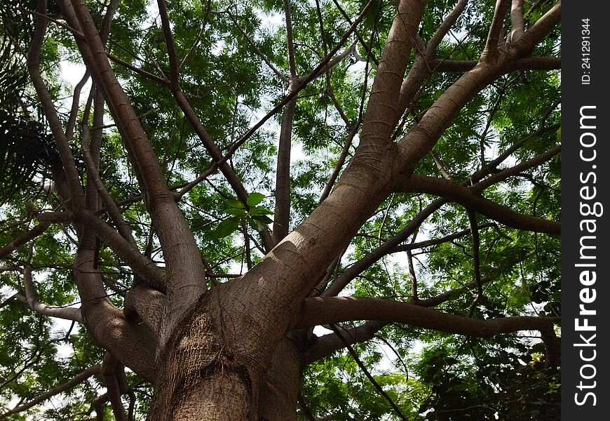 Beautiful and exotic a greeny tree in mid town, Jakarta, Indonesia - 2022
